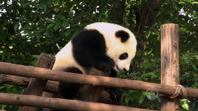 en0821panda640x360.jpg 