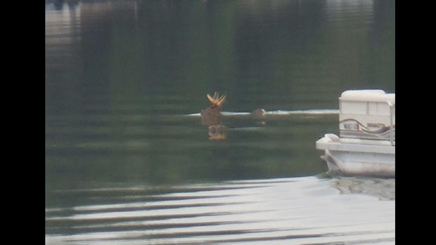 Deer Swimming On Tulaby Lake 