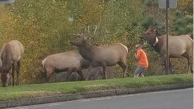 Estes Park Elk Injury (CREDIT Marci Bowden) 