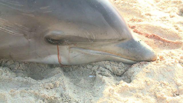 us0828deaddolphins640x360.jpg 