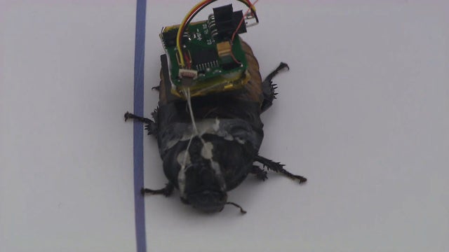 us0913roboroach640x360.jpg 