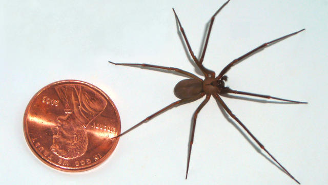 brown-recluse-coin-edit.jpg 