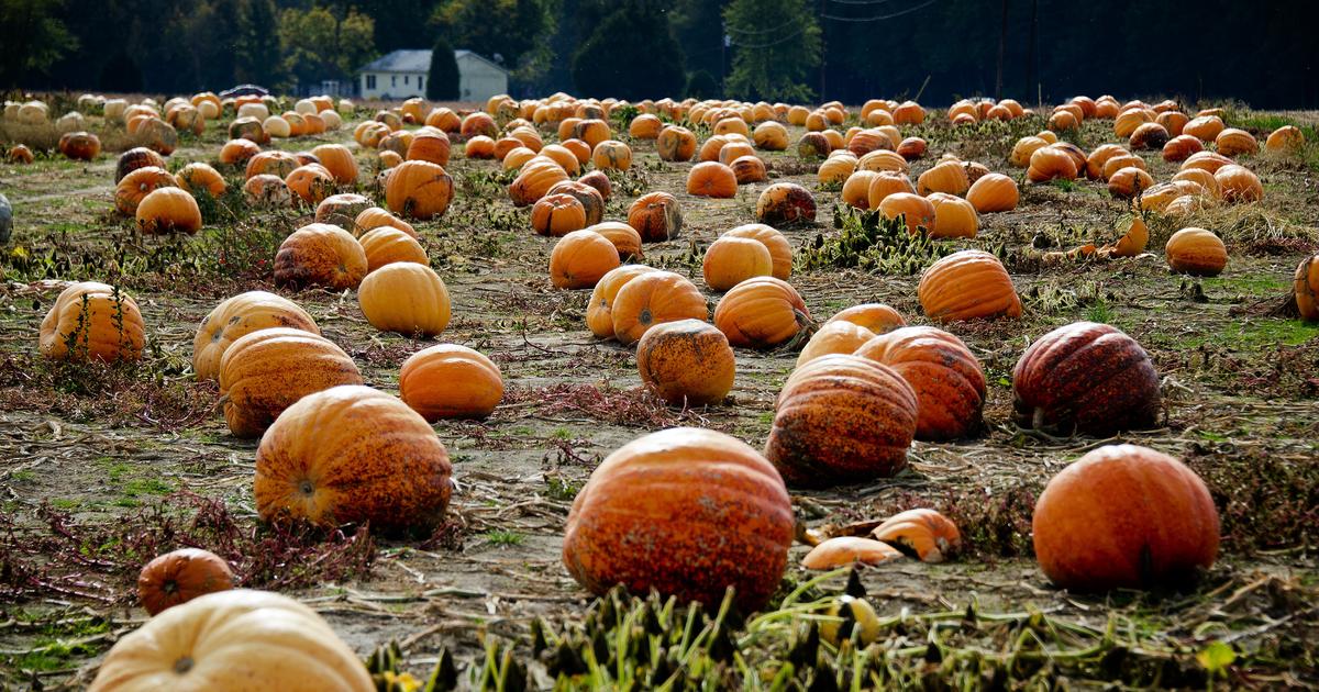 Is a pumpkin shortage looming this Thanksgiving? CBS News