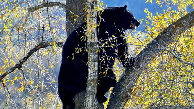 Bear in Tree at 5th Street Bridge-003 