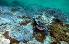 coral-bleaching-oct-2015.jpg 