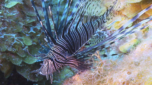 lionfish-cbs-promo.jpg 