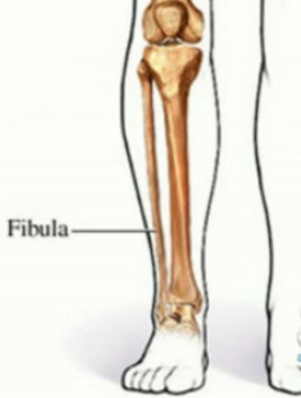Fibula Bone 