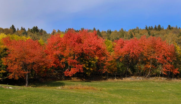 fall-foliage-rts44y0.jpg 