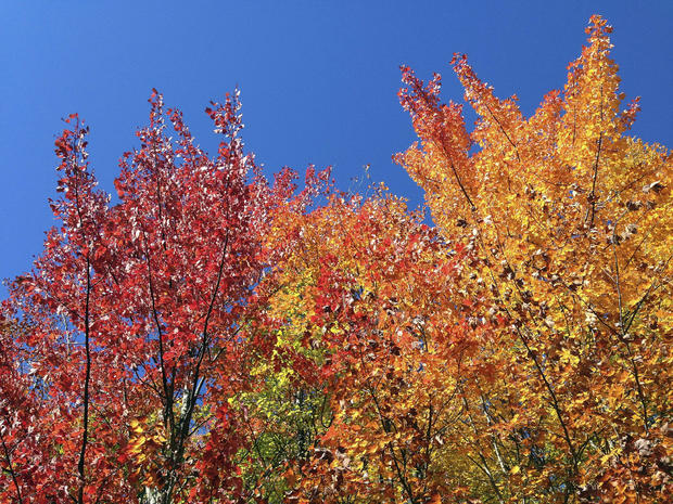 fall-foliage-ap901685547745.jpg 