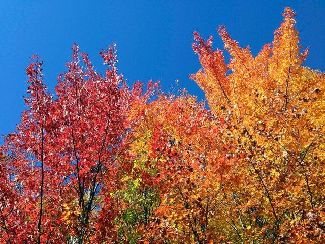 fall-foliage-ap901685547745.jpg 