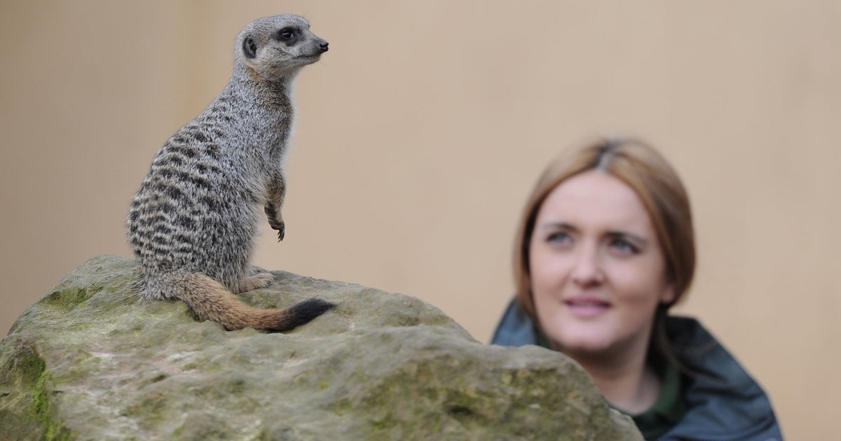 Court rules in U.K. zookeepers love triangle Xmas party spat CBS News