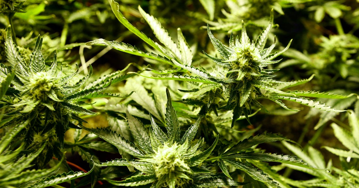Florida recreational cannabis proposal tops 635,000 signatures