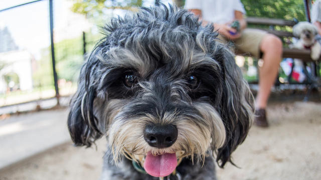 dogist-andiamo-poodle-schnauzer-mix-5424.jpg 