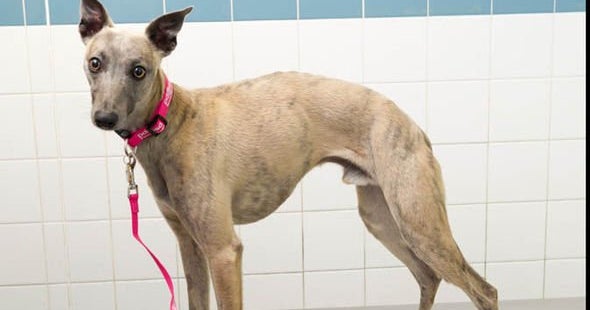 heart shaped pill for dogs