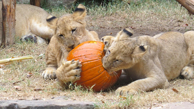 lions-and-pumpkins-2.jpg 