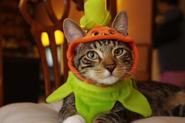 pumpkin cat 