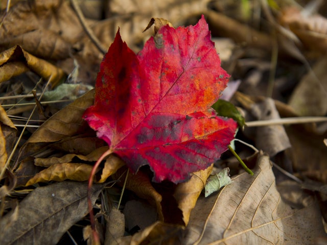 fall-foliage-getty-494098442.jpg 