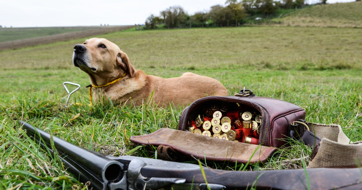 Dog named Trigger shoots owner during waterfowl hunt CBS News