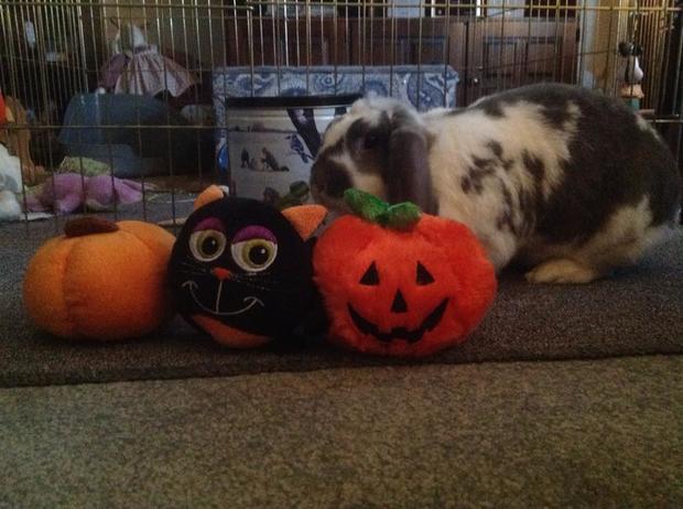 adele-sandy-porter-pascucci-waiting-for-my-halloween-treat-carrots-would-be-good-theyre-orange.jpg 