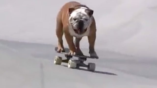 tillman-skateboarding-bulldog-promo.jpg 