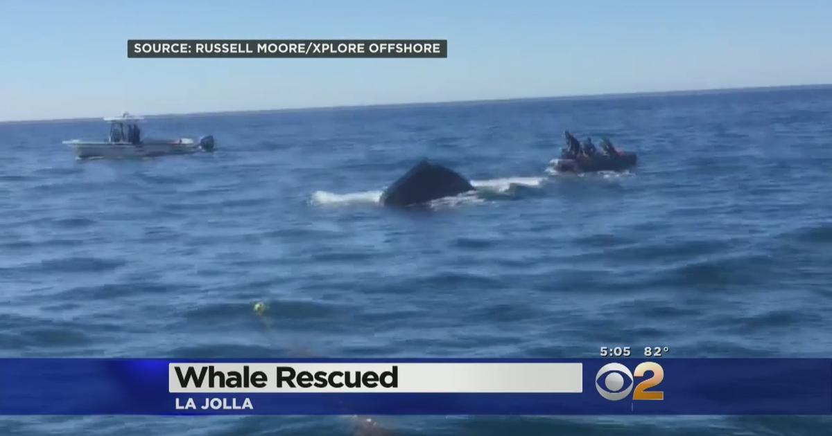 Exclusive: Bay Area Fisherman Rescue Tail Wrapped Dolphin