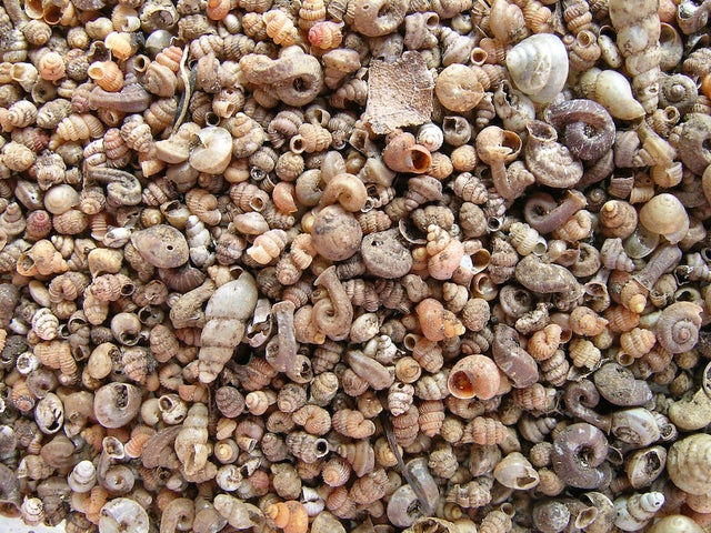 borneo-snail-sand.jpg 