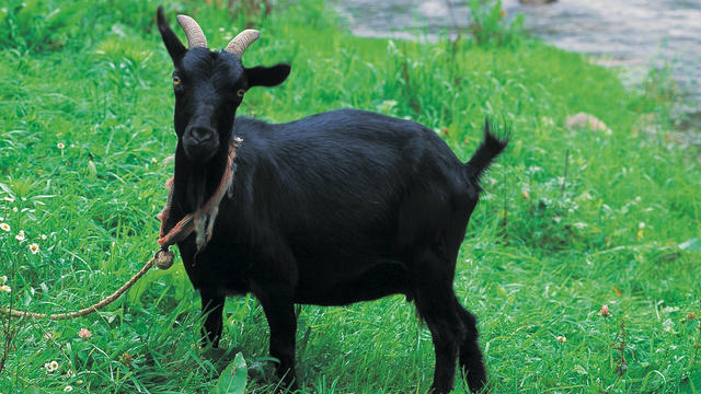 goat.jpg 