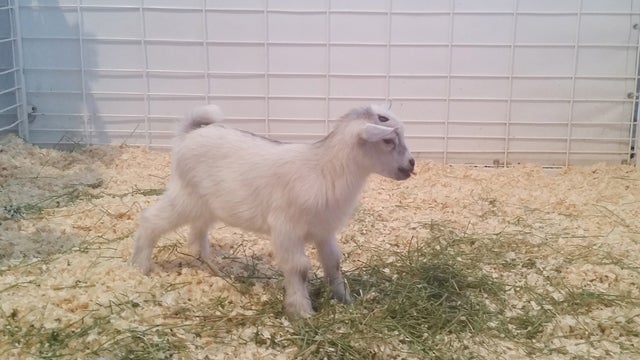 baby-pygmy-goat.jpg 