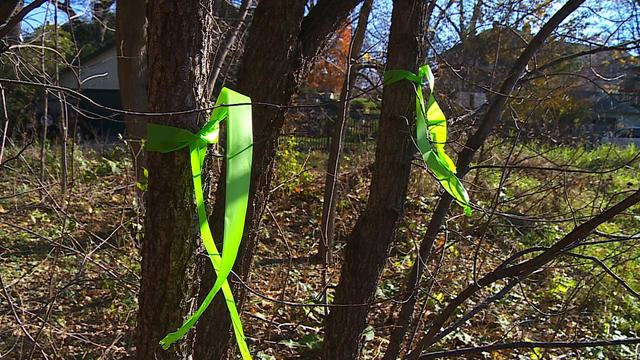 swlrt-tree-ribbons.jpg 