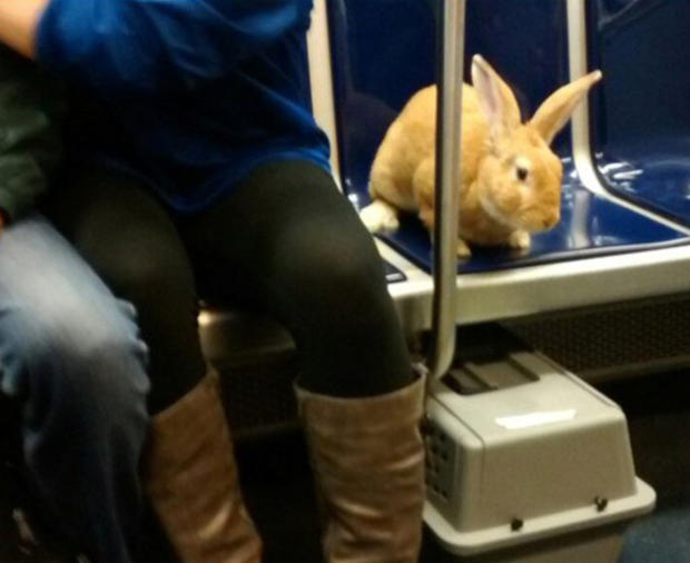 MBTA Rabbit 