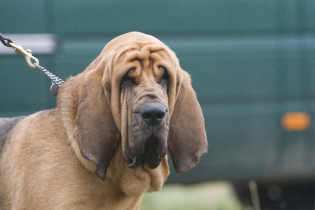 bloodhound-john-leslie.jpg 