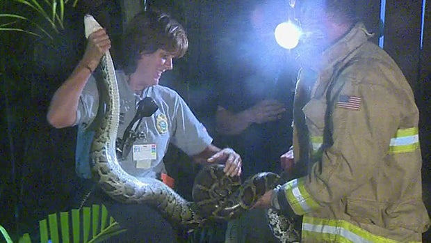 ​Authorities wrangle a python after it was found under a Miami homeowner's porch Nov. 9, 2015. 
