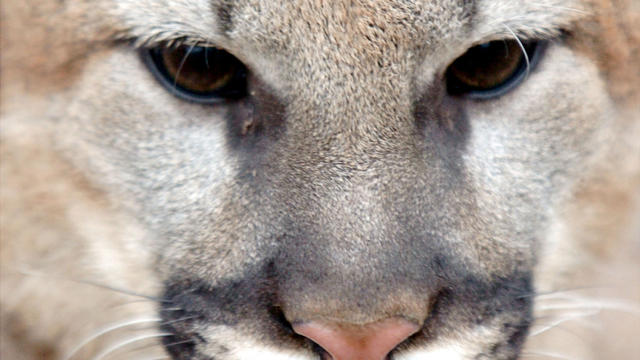 animal-cougar.jpg 