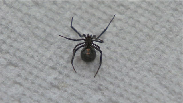 1112healthblackwidowspider.jpg 