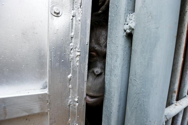 An orangutan looks out from inside a cage during preparations for the apes' repatriation to Indonesia at Kao Pratubchang Conservation Centre in Ratchaburi 