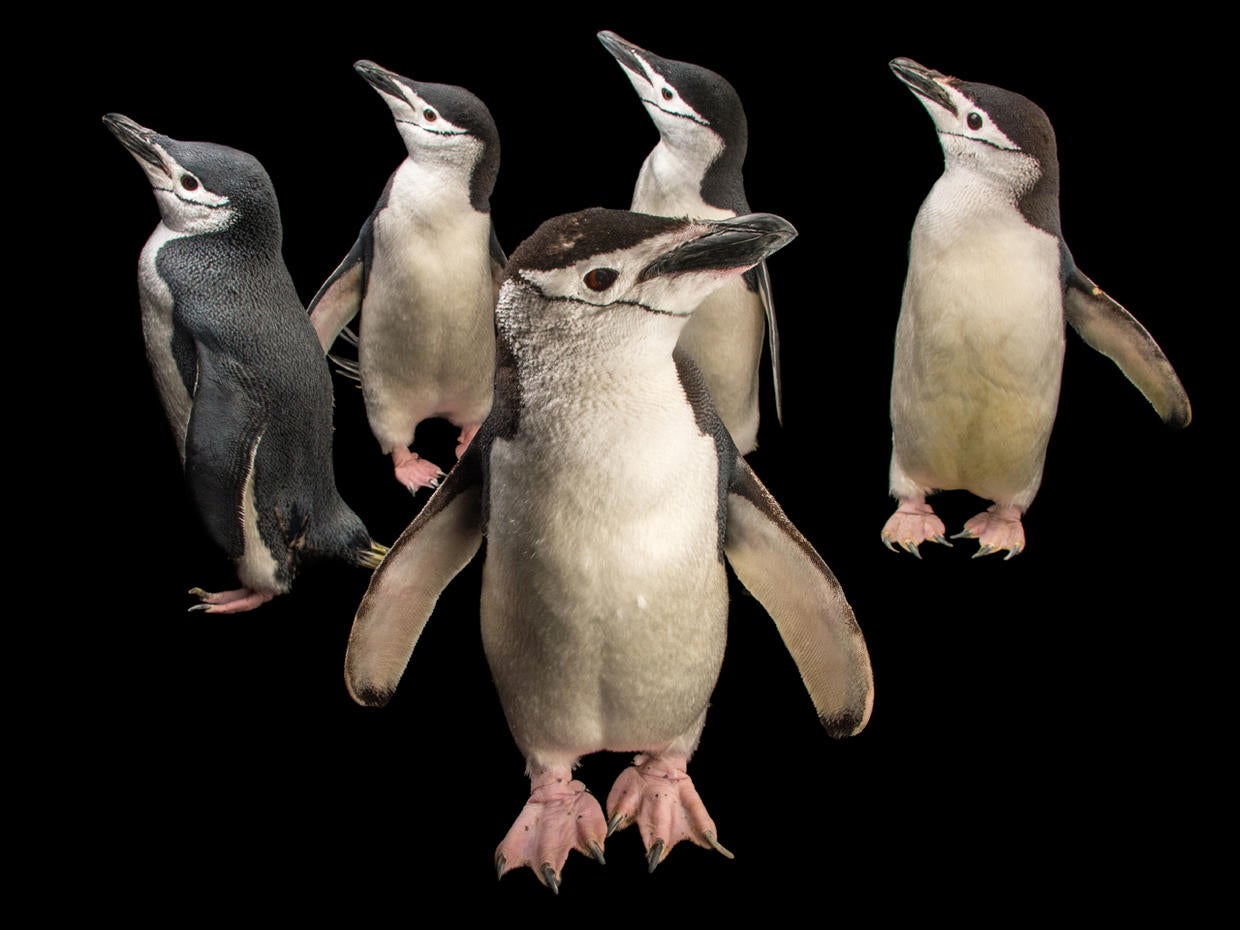 Joel Sartore's Photo Ark