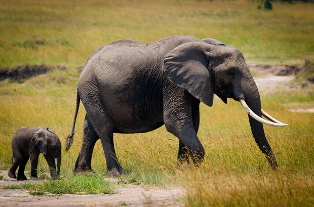 kenya safari africa elephant 