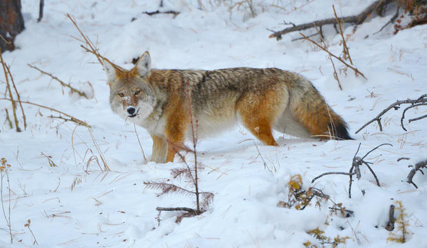 rmnp-coyote-from-irmelin-shively.jpg 
