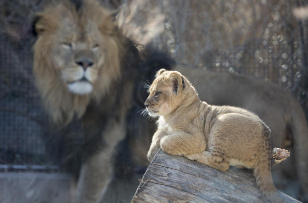 Lion Cubs (1) 