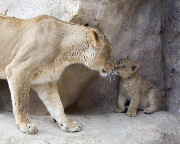Lion Cubs (4) 