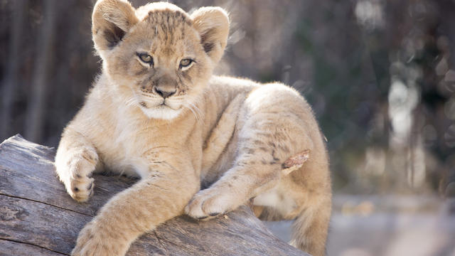 lion-cubs-3.jpg 