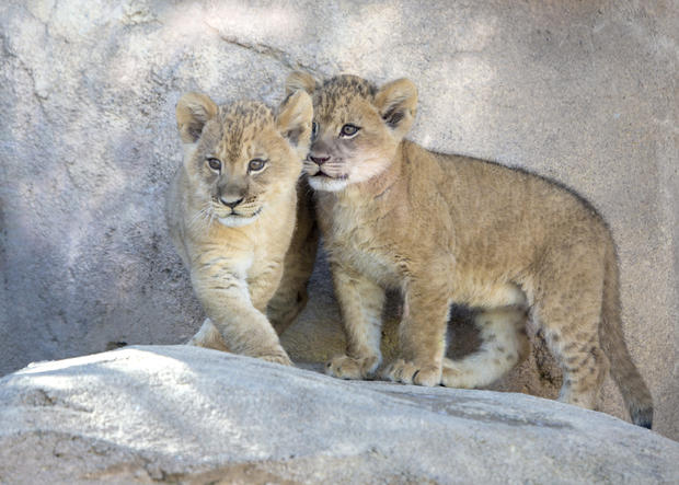 Lion Cubs (5) 