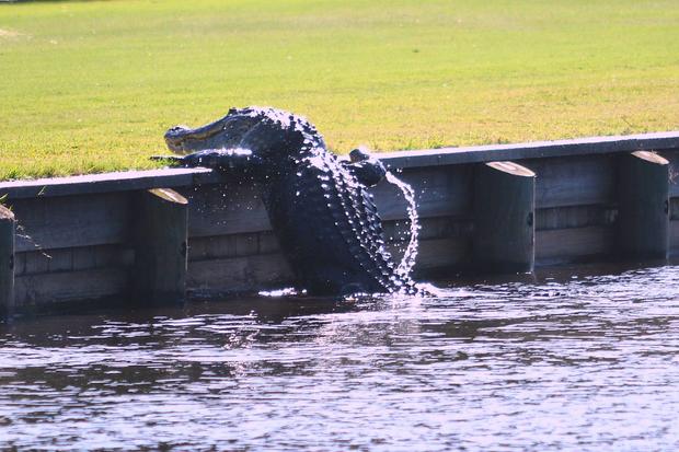 Alligator Golf Course 