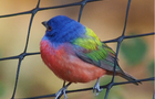 colorfulbird1.png 