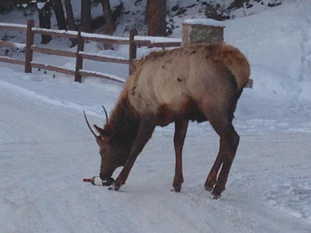 elk with wine bottle 2 