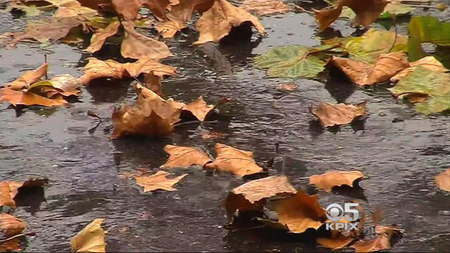 leaves-rain-puddle.jpg 