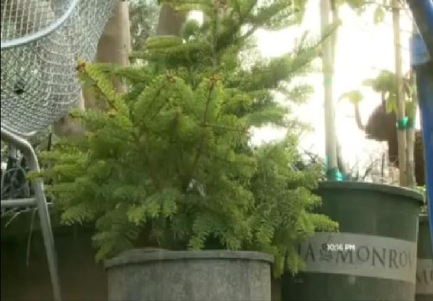 Living Christmas Tree Gifts to Valley Fire Victims 