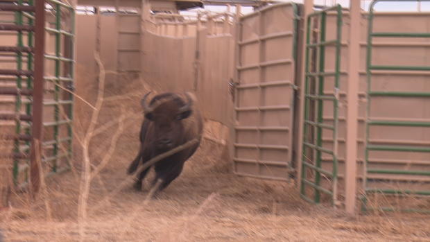 Rocky Mountain Arsenal Wildlife Refuge Bison Roundup 