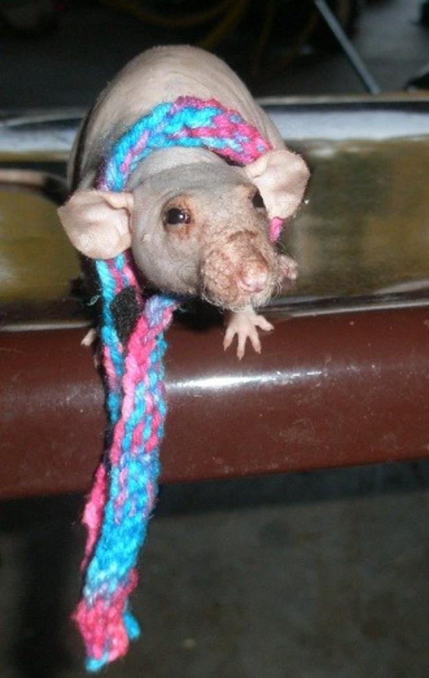 rat-scarf.jpg 