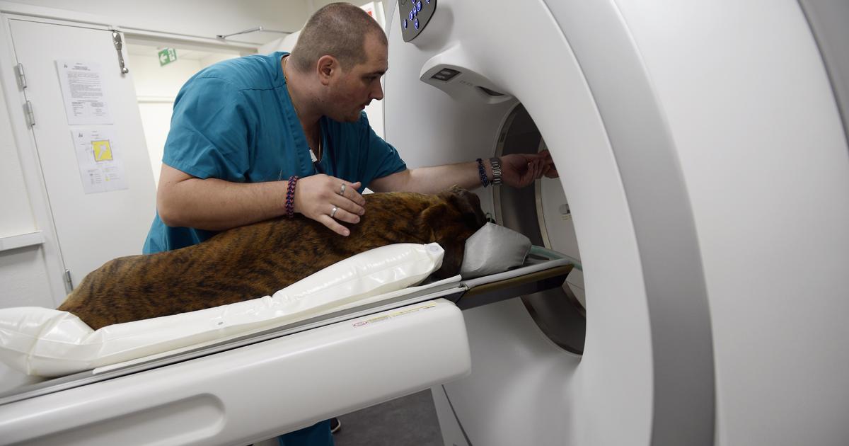 how much does radiation treatment for dogs cost